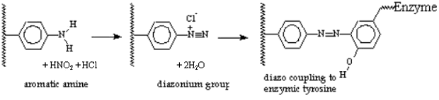 aromatic amine + HNO2 --> diazonium salt --> couples to enzyme tyrosine groups