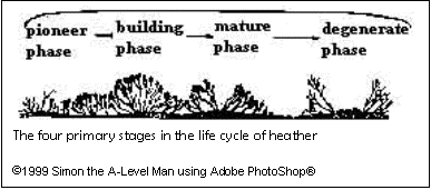 Text Box:  The four primary stages in the life cycle of heather
1999 Simon the A-Level Man using Adobe PhotoShop


