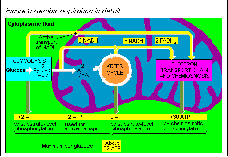 what are the products of anaerobic respiration in yeast