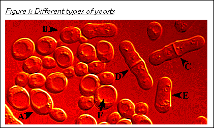 Text Box: Figure 3: Different types of yeasts
 
