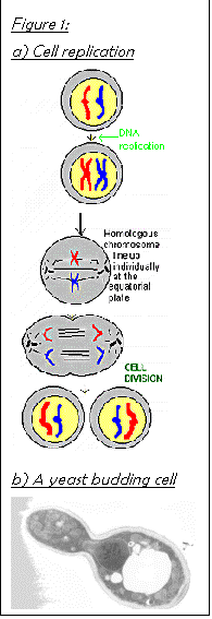 Text Box: Figure 4:
a) Cell replication
 
b) A yeast budding cell
 
